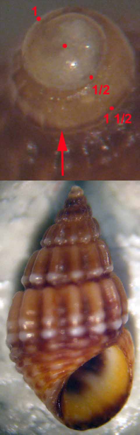 Alvania discors ed A. lineata da Malta